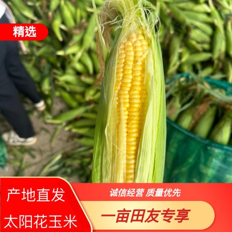 太阳花甜玉米大量上市对接商超市场电商品质保证欢迎来电