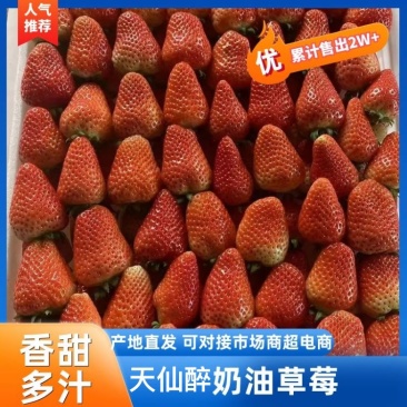 安徽阜阳天仙醉草莓大量有货价格便宜基地直供