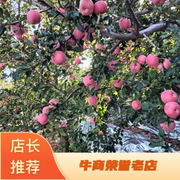 延长苹果红富士苹果基地直发全国发货，欢迎电话联系沟通