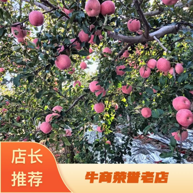 延长苹果红富士苹果基地直发全国发货，欢迎电话联系沟通