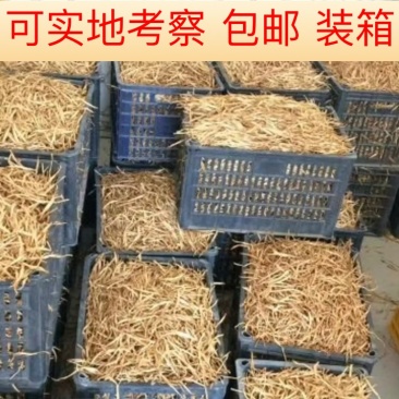 甘肃差:次黄花菜，干货袋装批发，色淡黄。实地看货，
