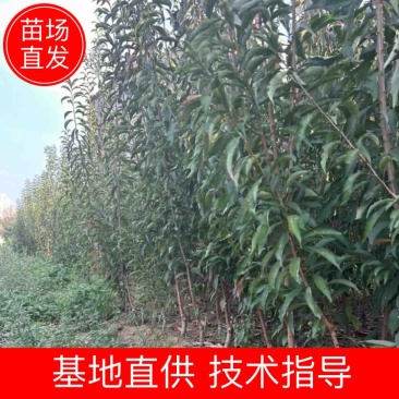 正宗蜂糖李苗贵州李子苗基地直发可视频看货提供技术