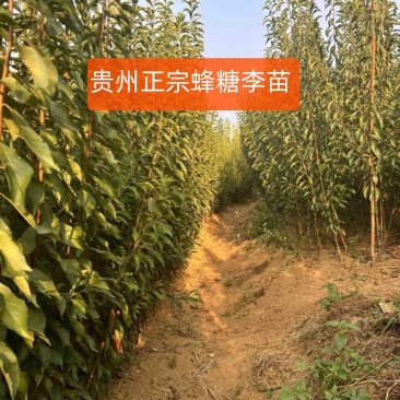 蜂糖李苗李子苗大量供应提供技术欢迎来电咨询