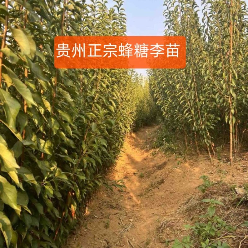 蜂糖李苗李子苗大量供应提供技术欢迎来电咨询