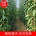 【李子苗】贵州峰糖李苗苗圃直发提供技术欢迎咨询