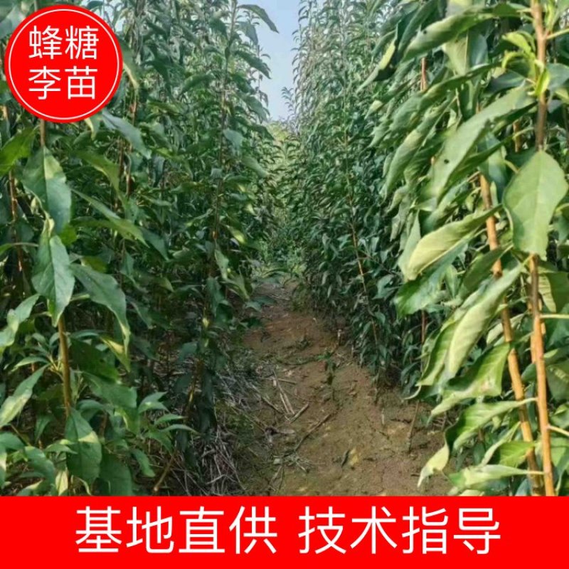 【李子苗】贵州峰糖李苗苗圃直发提供技术欢迎咨询