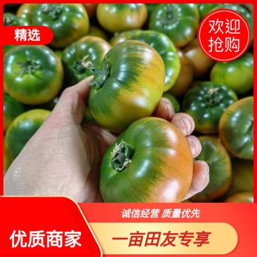辽宁草莓西红柿大量上市产地直供一手货源对接市场电商