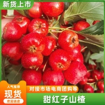 山东甜红子山楂原产地大量供应，品质保证，全国发货
