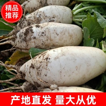 新疆白萝卜，产地直发，对接各大电商、批发市场，诚信经营