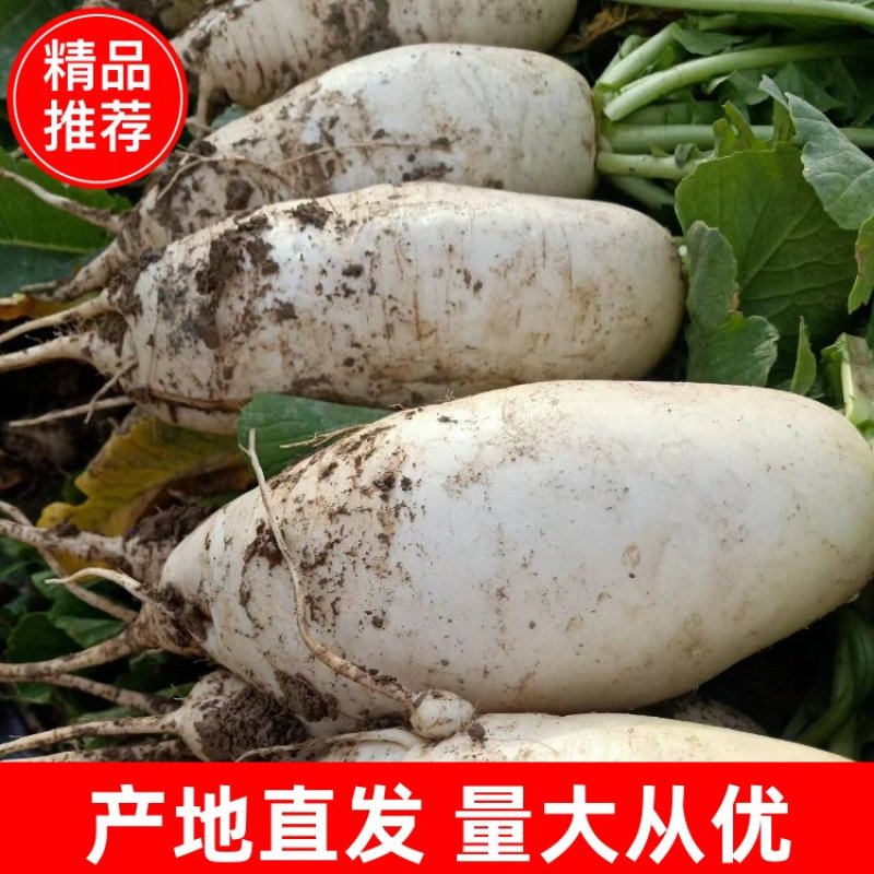 新疆白萝卜，产地直发，对接各大电商、批发市场，诚信经营