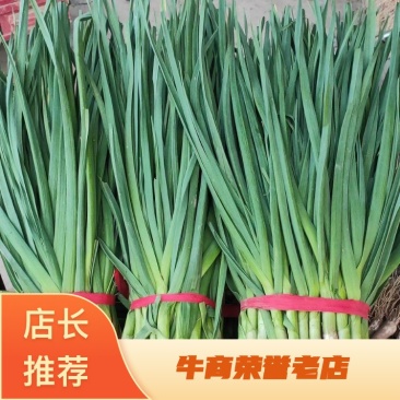 安阳蒜苗新鲜红根蒜苗货源充足大量现货对接批发市场