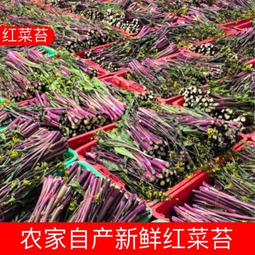 湖北新鲜红菜苔，农家自种菜苔新鲜蔬菜红菜苔