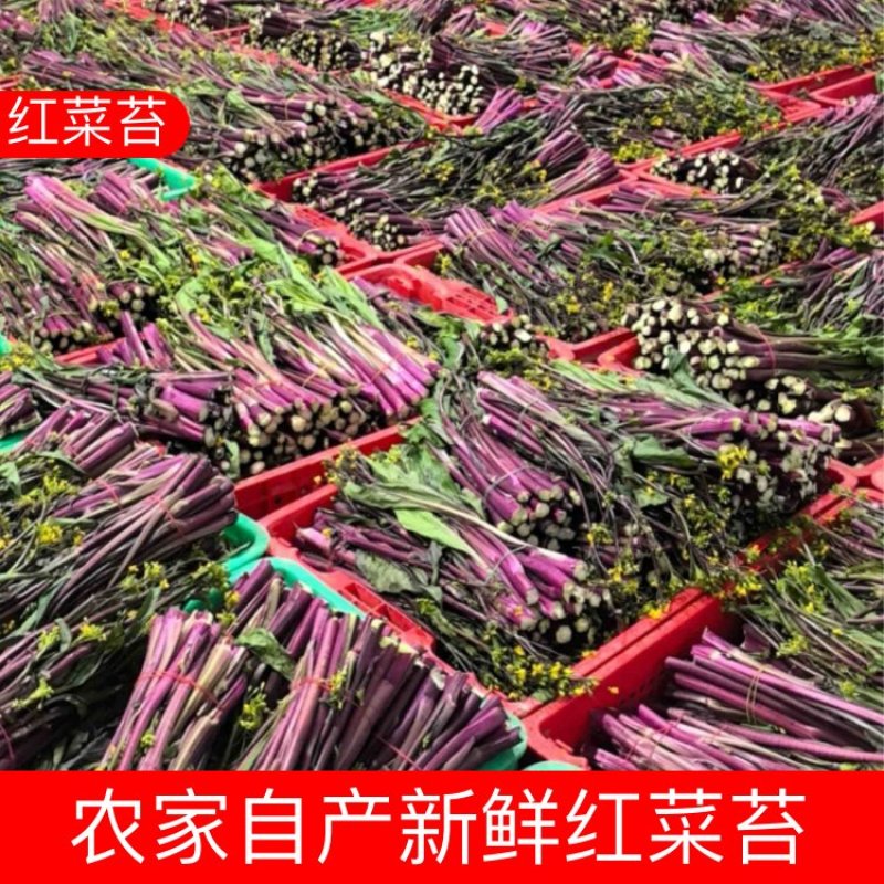 湖北新鲜红菜苔，农家自种菜苔新鲜蔬菜红菜苔