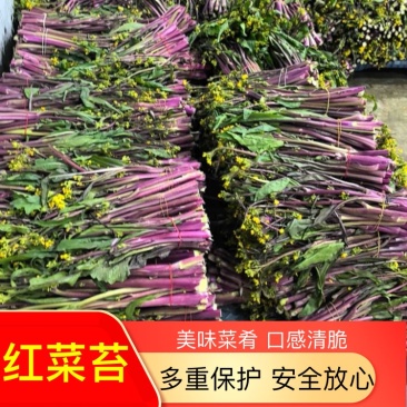 湖北农家新鲜红菜苔细嫩清甜产地现摘现发