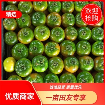 草莓柿子铁皮西红柿产地直供现摘现发诚信经营对接市场电商