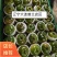 草莓柿子草莓西红柿大量上市产地直供一手货源口感嘎嘎好