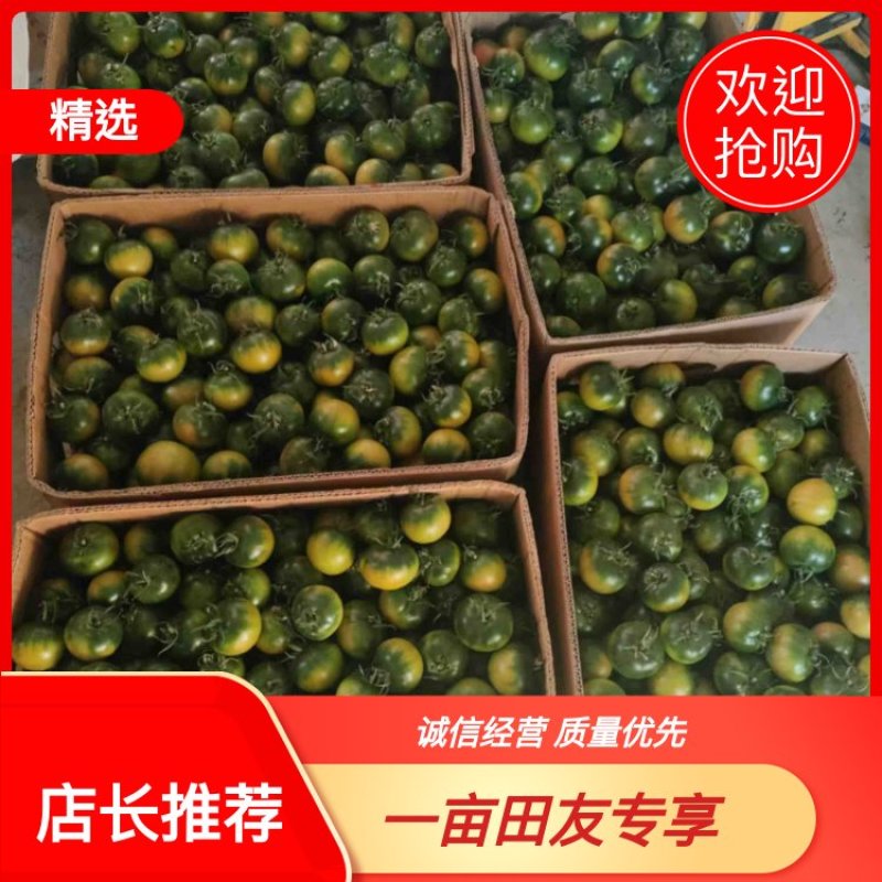 草莓柿子草莓西红柿大量上市产地直供一手货源口感嘎嘎好