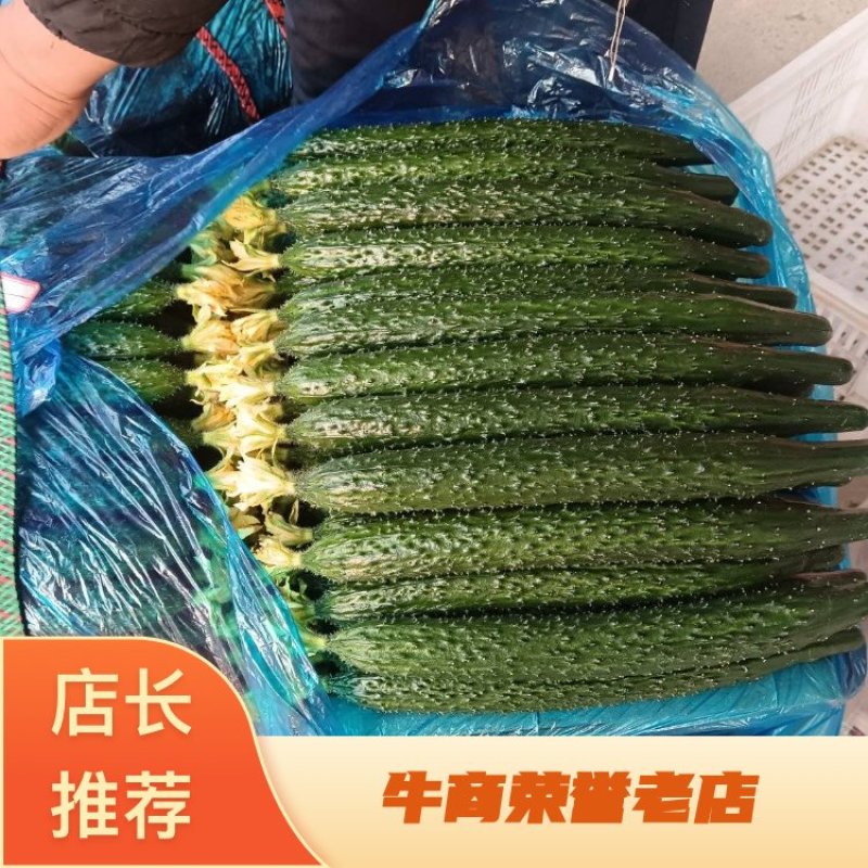 山东黄瓜密刺黄瓜一手货源产地直发欢迎致电