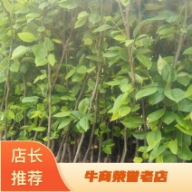 梨树苗成活率高根系发达价格实惠运输便利诚信为本