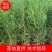 扁柏苗袋苗侧柏苗袋苗全部批发价可视频看货
