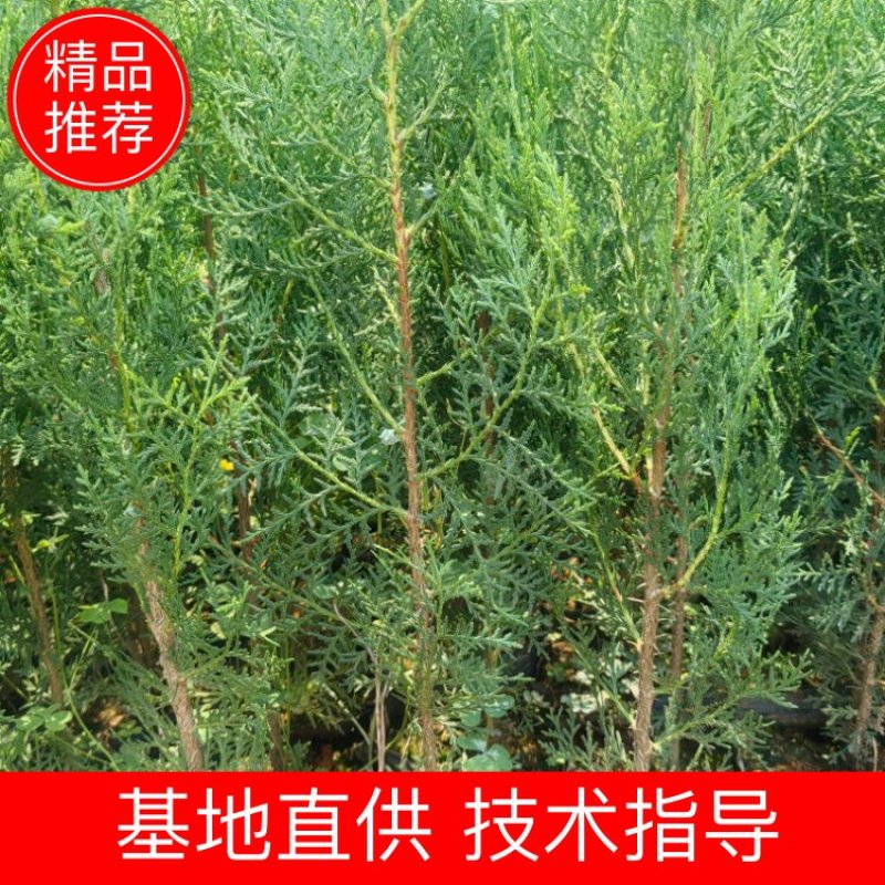 扁柏苗袋苗侧柏苗袋苗全部批发价可视频看货