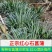 宽叶红心石菖蒲种苗稳定供应基地直发货源稳定收购石菖蒲干货
