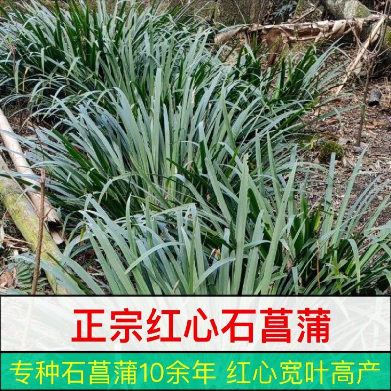 宽叶红心石菖蒲种苗稳定供应基地直发货源稳定收购石菖蒲干货