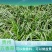 贵州山奈五香草种植煮牛羊狗肉粉专用茴香菖蒲种苗产地直供