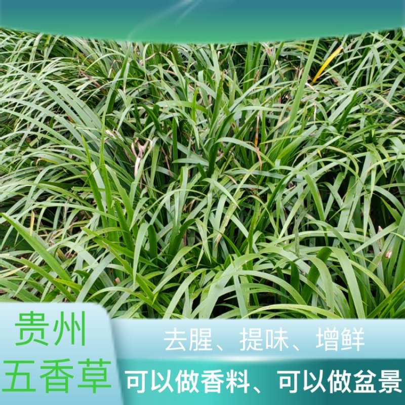 贵州山奈五香草种植煮牛羊狗肉粉专用茴香菖蒲种苗产地直供