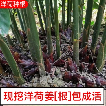 阳荷姜根现挖现发当年就能结果规模化种植户直采