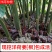阳荷姜根现挖现发当年就能结果规模化种植户直采