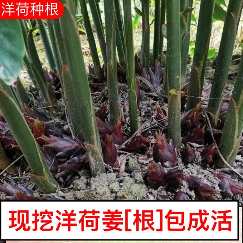 阳荷姜根现挖现发当年就能结果规模化种植户直采