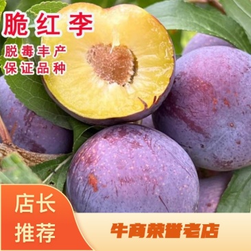 晚熟种植当年结果四川脆红李苗脱骨脆李苗嫁接南北方李子树