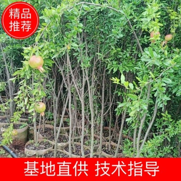 突尼斯软籽石榴树树苗石榴树庭院果树带土球大树无籽黑籽