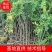 突尼斯软籽石榴树树苗石榴树庭院果树带土球大树无籽黑籽