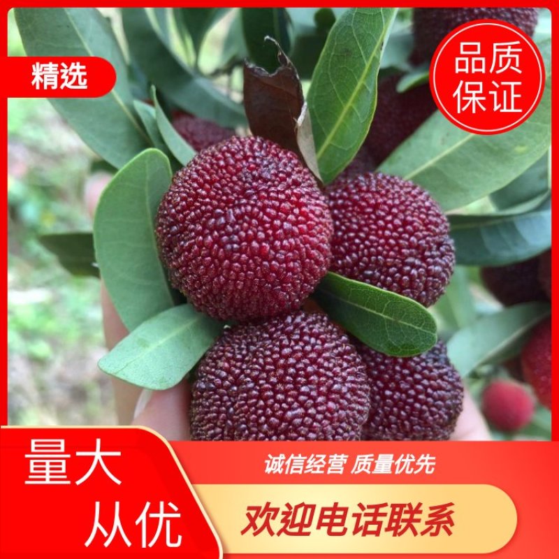 杨梅苗东魁杨梅荸荠杨梅苗诚信经营量大从优