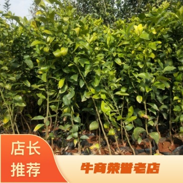 橘子苗，砂糖橘，沃柑，椪柑，丑橘