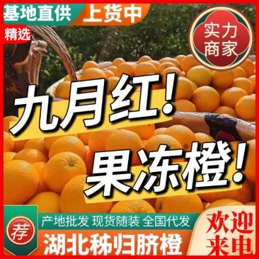 【精选】九月红脐橙果园采摘果肉细腻基地批发纯甜多汁