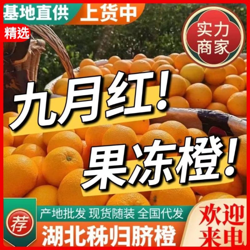 【精选】九月红脐橙果园采摘果肉细腻基地批发纯甜多汁