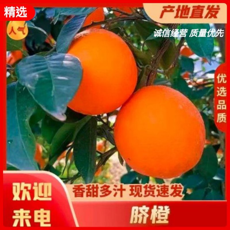 长虹脐橙产地大量供应纯甜多汁化渣现摘现发应季美味果