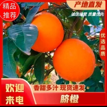 长虹脐橙产地大量供应纯甜多汁化渣现摘现发应季美味果