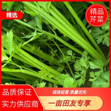 【芹菜】安阳滑县西芹翠绿鲜嫩无干叶无暗病病虫害卖相好批发