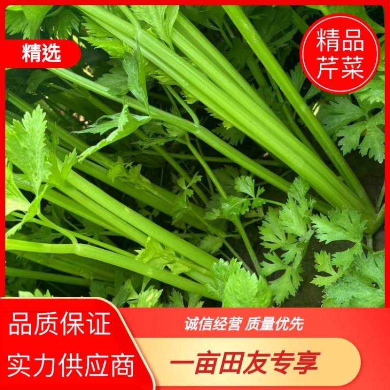 【芹菜】安阳滑县西芹翠绿鲜嫩无干叶无暗病病虫害卖相好批发