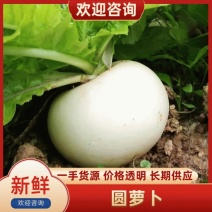 圆白萝卜一手货源支持视频看货保质保量欢迎订购