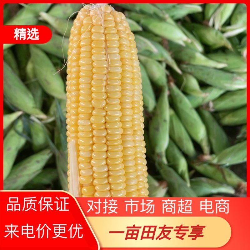 太阳花甜玉米，饱满圆润光滑。产地直发效果更佳！