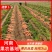 【现挖现发】开封胡萝卜新鲜红萝卜新鲜蔬菜水果萝卜批发沙地萝卜