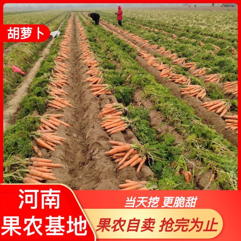 【现挖现发】开封胡萝卜新鲜红萝卜新鲜蔬菜水果萝卜批发沙地萝卜