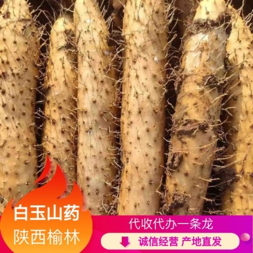 陕西榆林定边白玉山药，现挖现发，基地直供，欢迎下单