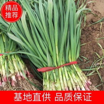 【荐】红根蒜苗万亩产地量大质优价格美丽欢迎选购
