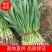 【荐】红根蒜苗万亩产地量大质优价格美丽欢迎选购